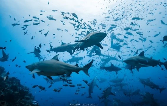 Pacific Harbour Daytrips